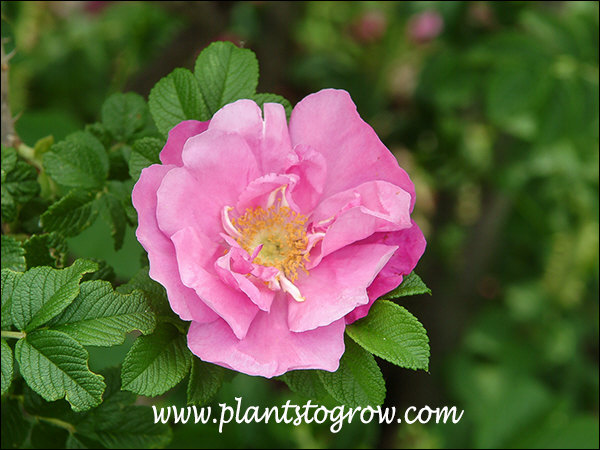 Nice semi-double pink flowers.